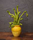 figma テーブル美術館 ゴッホ作ひまわり《26年8月預定》 行版 全數$738 / *免運費   店取pt:10 / 26年2月2日